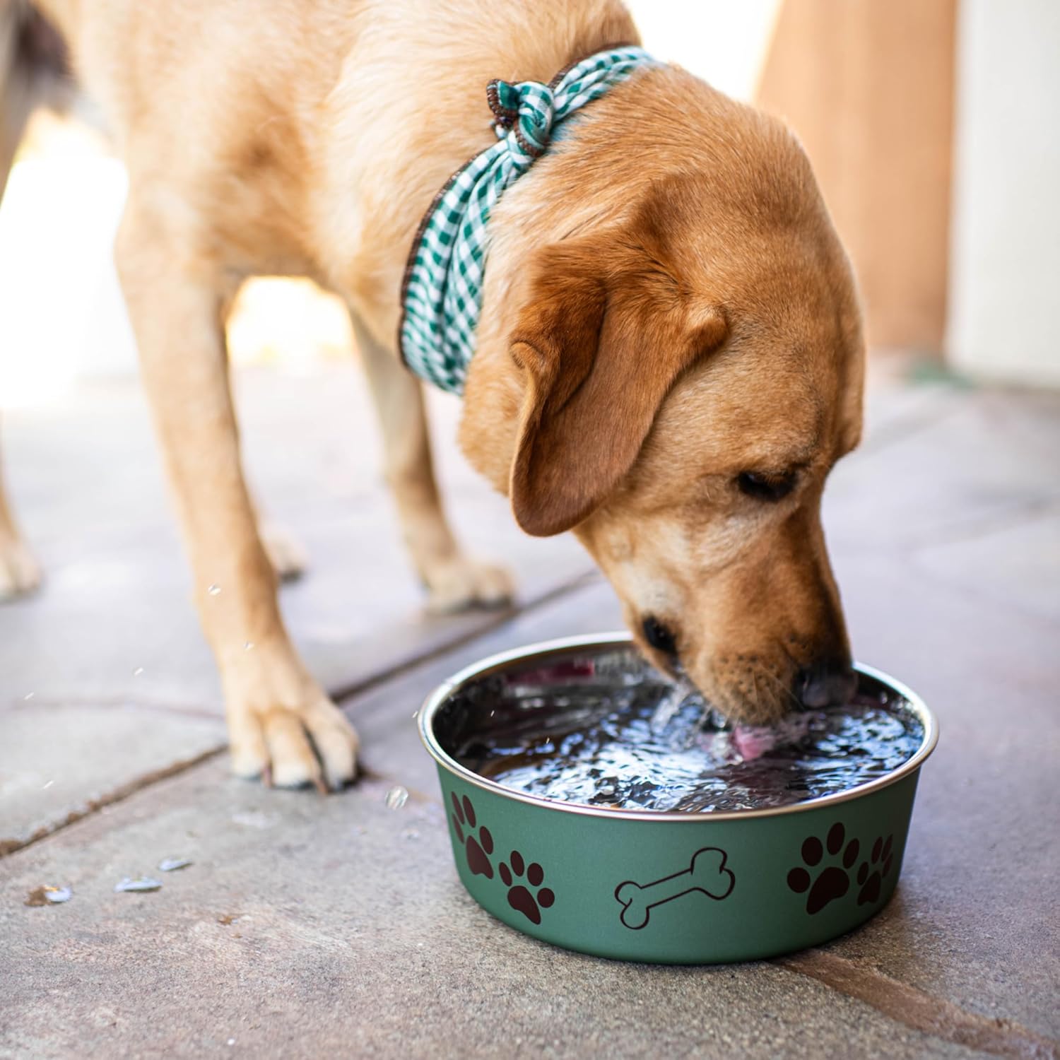 Loving Pets Bella Dog Bowls- Stainless Steel Dog & Cat Bowls - Spill Proof Dog Food Bowl, Cat Bowl, Puppy Essentials & Pet Supplies Great for Home & Travel (Small 10-20 lbs, Artichoke) - Image 5