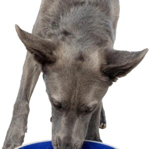 SPOT Standard Crock Dish - Heavy Duty, Non-Slip, Round Ceramic Food/Water Bowl for Pets, Ideal for Medium to Large Dogs or Multiple Animals, Dishwasher Safe - 9.5 in, 8 Cups, (64 Oz)